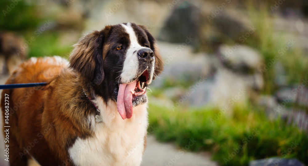 Saint Bernard in park with leash on