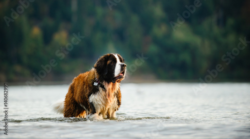 Tableau sur toile Saint Bernard dog in water with forest in background