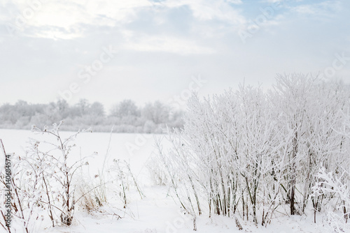 Wallpaper Mural fabulous winter forest Torontodigital.ca
