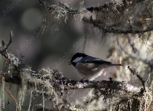 Marsh tit