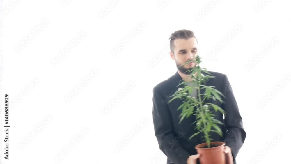 Satisfied businessman with marijuana dancing and holding Cannabis plant in flowerpot, studio isolated on white background.