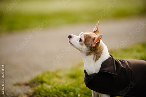 Chihuahua wearing black coat 