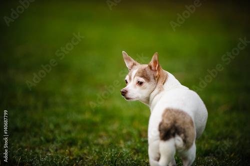 Chihuahua dog standing on grass looking back © everydoghasastory