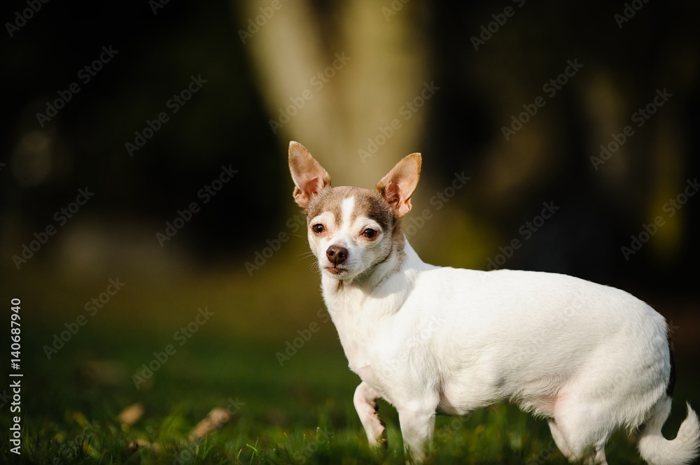 Chihuahua dog portrait on grass with trees