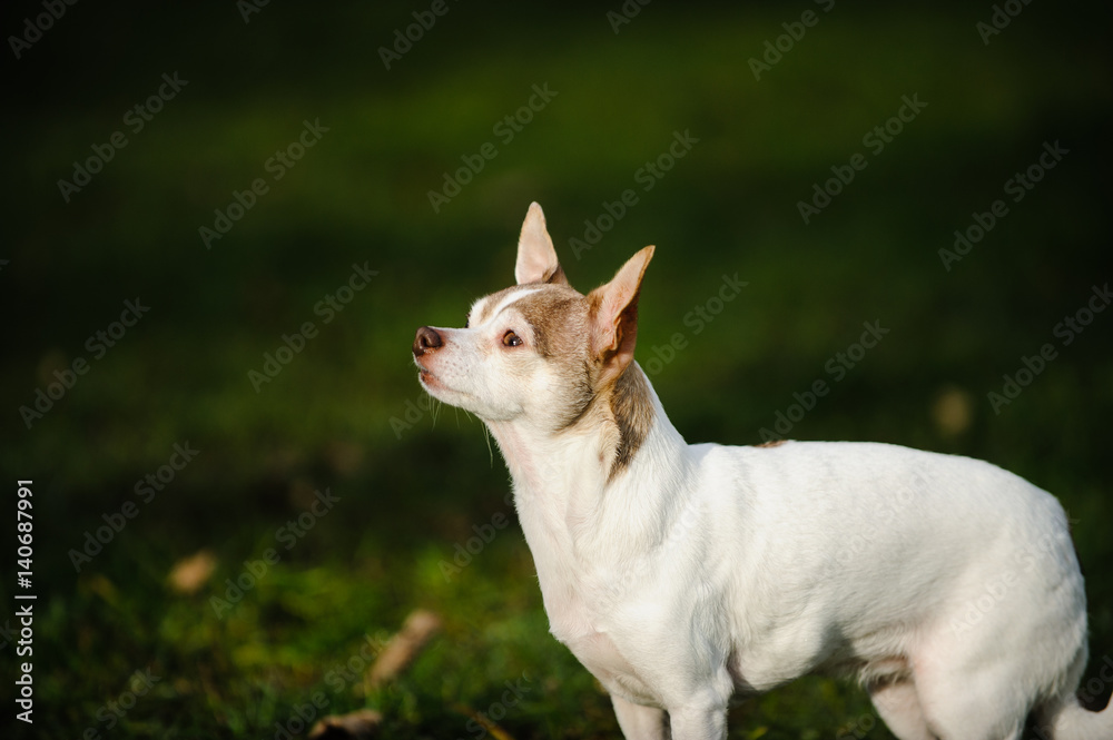 Chihuahua dog standing on green grass