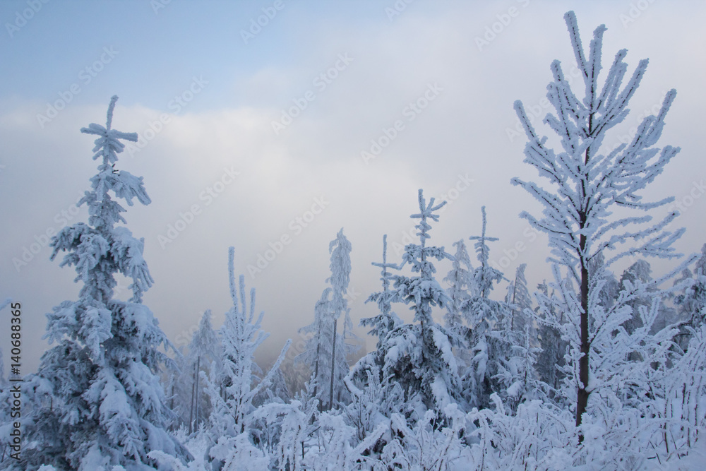 Obraz premium Winterwunderland