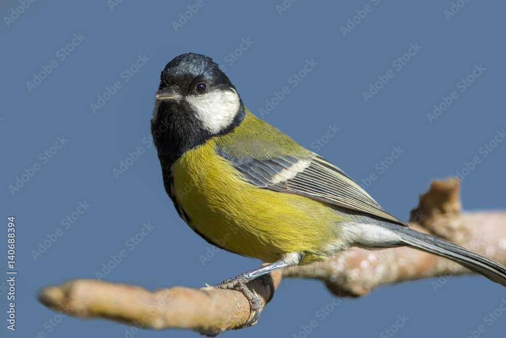 Obraz premium Great Tit / Parus major