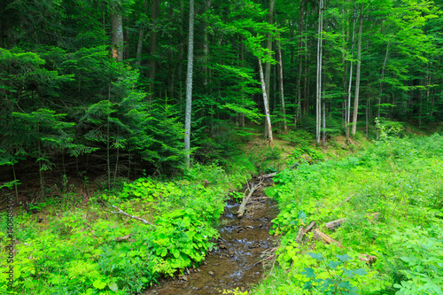 Edge of forest stand next to glade with stream