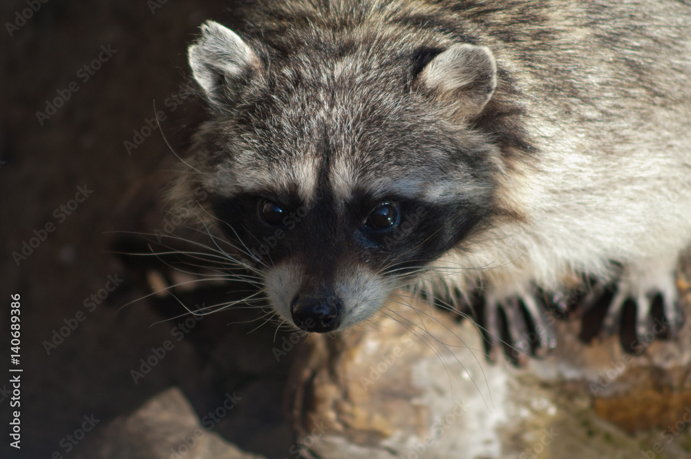 Raccoon in Moscow Zoo