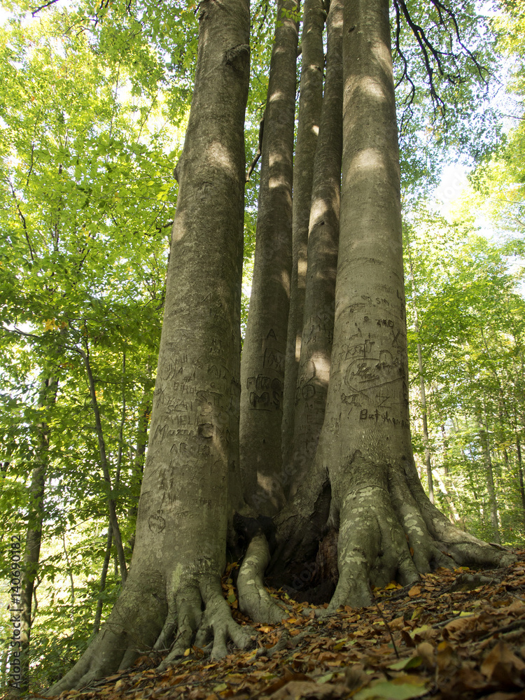 Fototapeta premium old tree in the forest