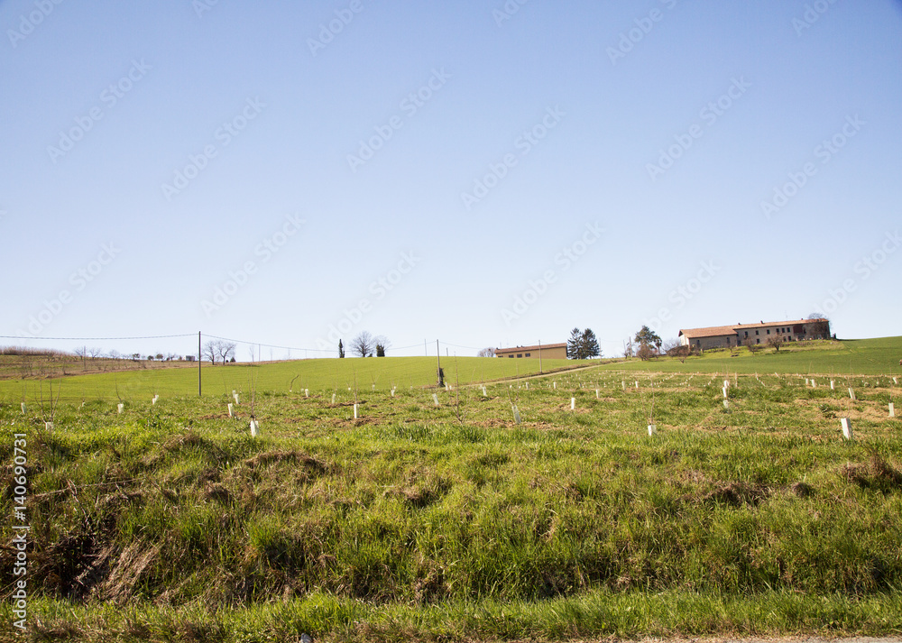 Young trees planted in a field