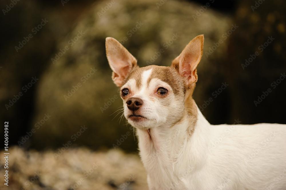 Chihuahua portrait against natural background