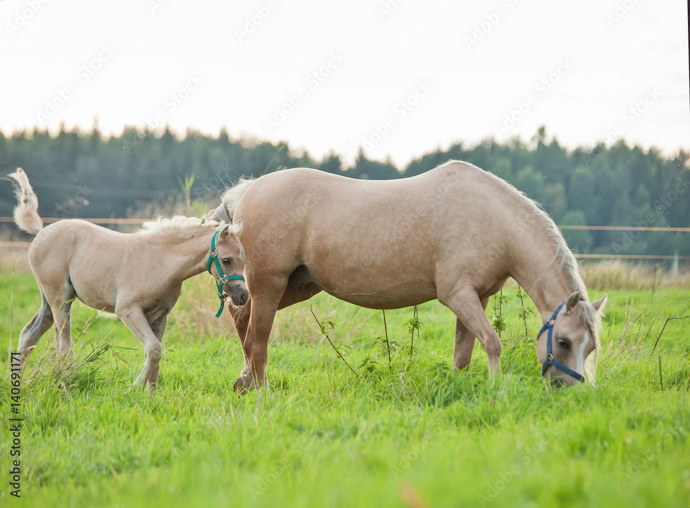 welsh  pony  foal with mom. cloudy evening