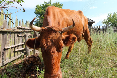 Grazing cow in the remote Russian  village