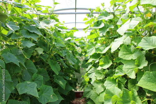 Cultivar cucumbers growing in the modern rectangular polycarbonate greenhouse photo