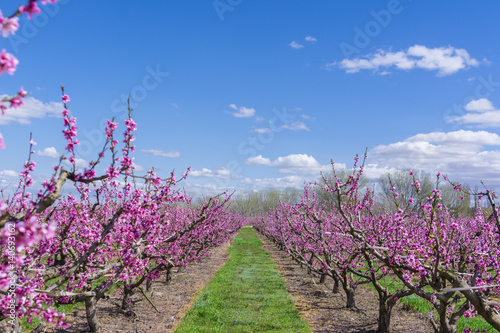 Blossoming peach tree in spring photo