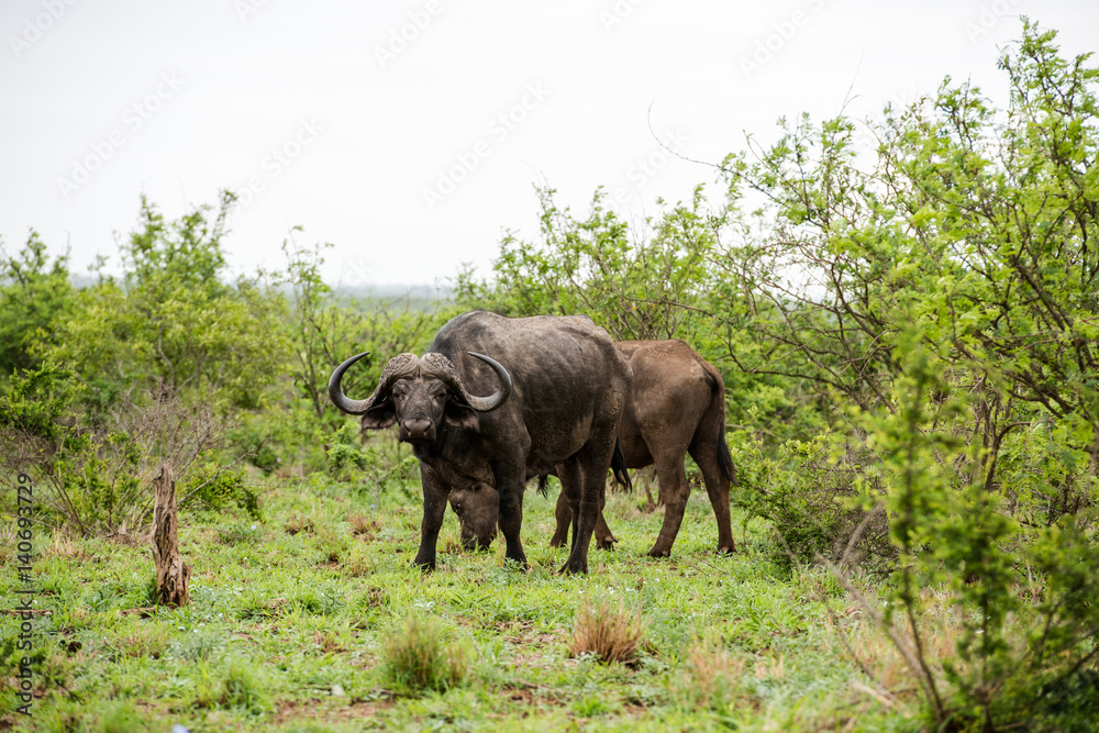 Fototapeta premium African buffalo portrait