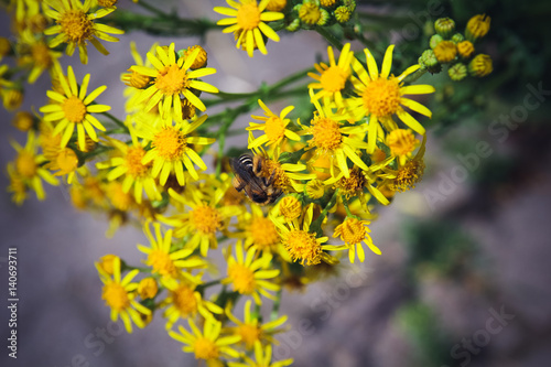 bee collects nectar from a flower