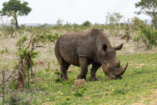 Portrait of white rhino in an open field in South Africa