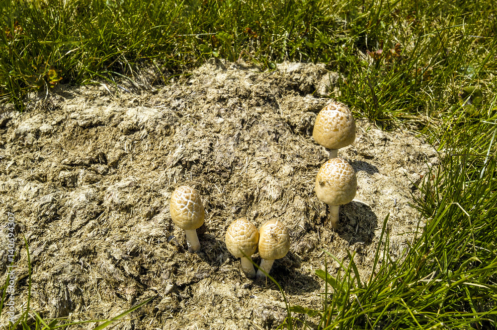 Pilze auf Kuhflade, Symbolfoto für: natürlicher Stoffkreislauf Pilze auf Kuhflade, Symbolfoto für: natürlicher Stoffkreislauf