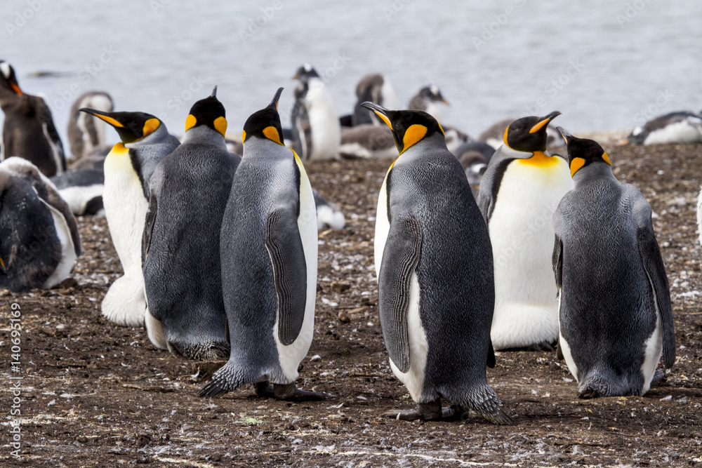 Obraz premium King Penguin