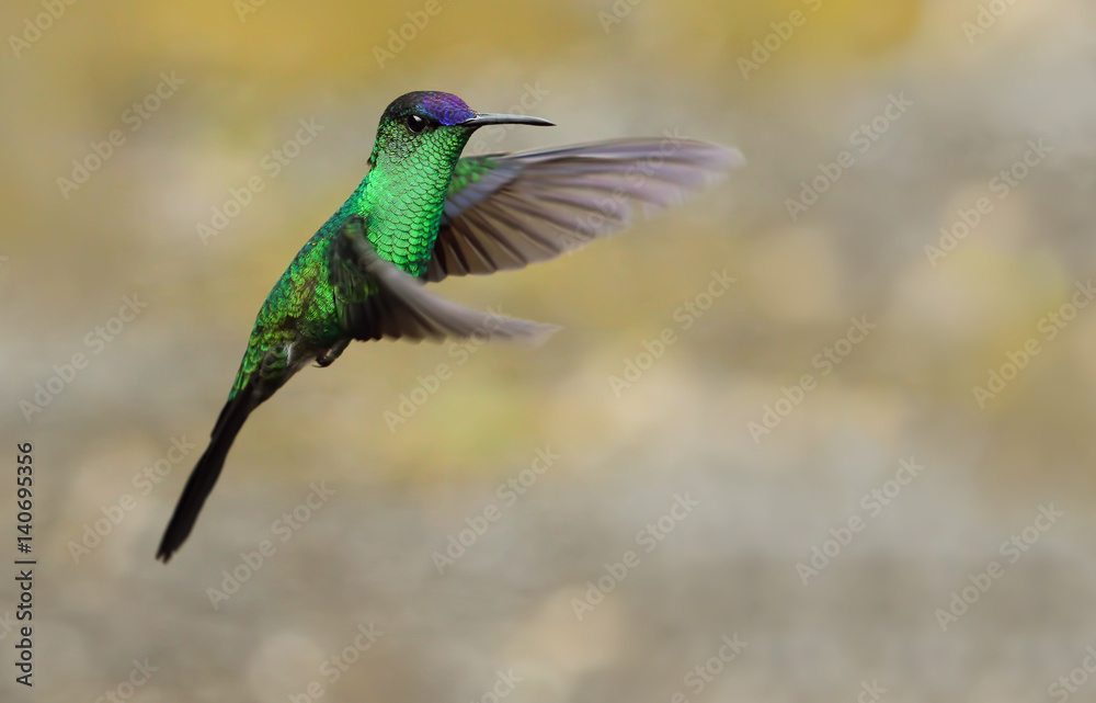 Obraz premium Violet-capped Woodnymph Hummingbird (male) in flight