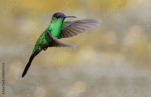 Violet-capped Woodnymph Hummingbird (male) in flight © davydele