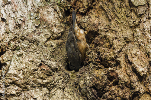 Eurasian nuthatch-The Eurasian nuthatch or wood nuthatch (Sitta europaea) is a small passerine bird found throughout temperate Asia and in Europe