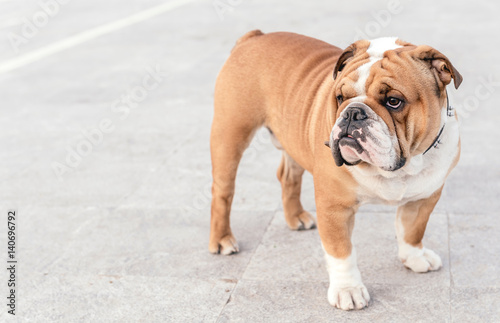 English bulldog portrait