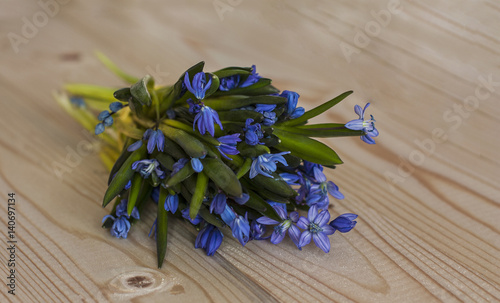 Scilla bifolia  Scilla siberica   on wooden  background. Early spring blue flowers. 