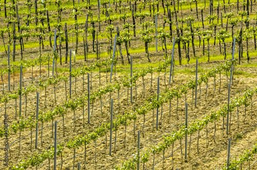 Weingarten, Österreich, Niederösterreich, Waldviertel, Kamptal photo