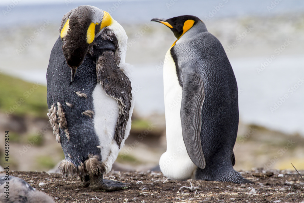 Fototapeta premium King Penguin