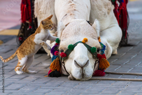Camel and Cat
