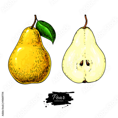 Pear vector drawing. Isolated hand drawn full pear and sliced pieces set. Summer fruit artisitc style