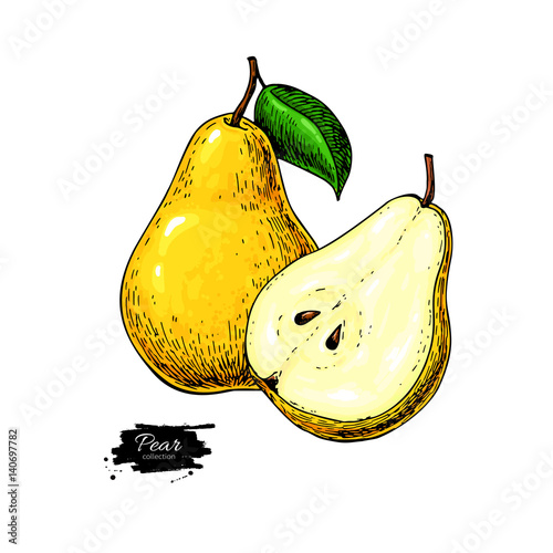 Pear vector drawing. Isolated hand drawn pear and sliced pieces.