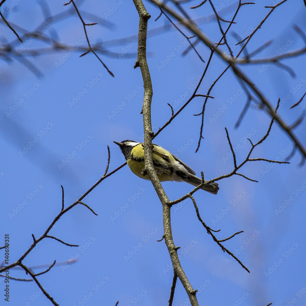 Naklejka premium Forest runner-Trail runner goes thru forest.