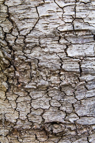 Cedar tree bark texture