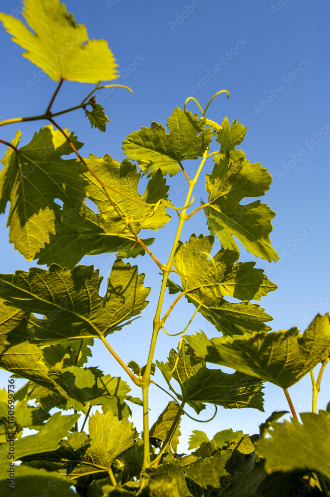 Weingarten, Österreich, Niederösterreich, Weinviertel, Großno