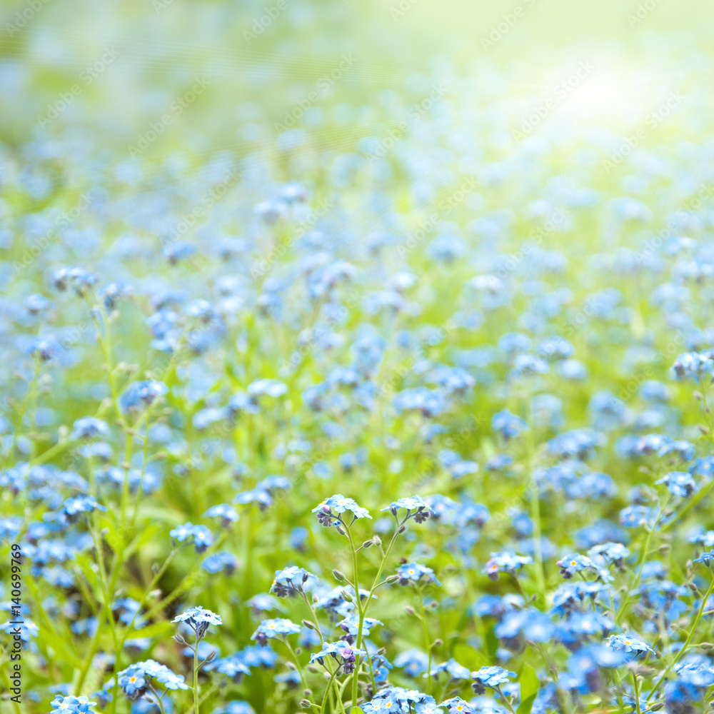 Sunny flowers spring background