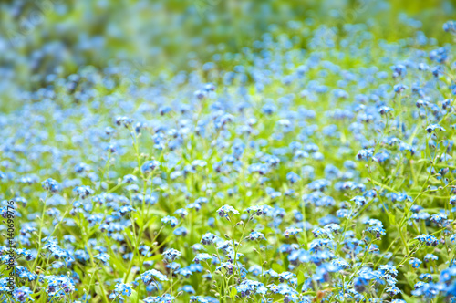 Beautiful blue flowers background