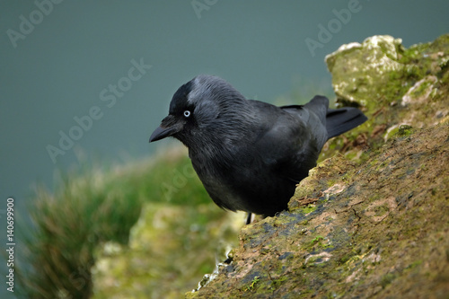 The western jackdaw, also known as the Eurasian jackdaw, European jackdaw, or simply jackdaw, is a passerine bird in the crow family.  photo