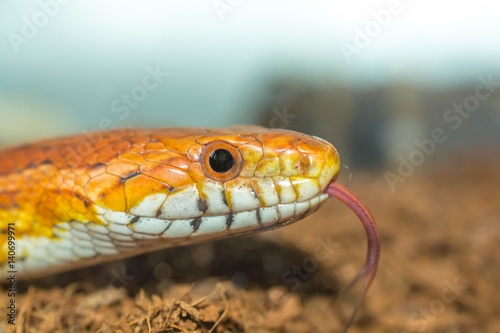 Cornsnake hunting for food with its toungue poking out
