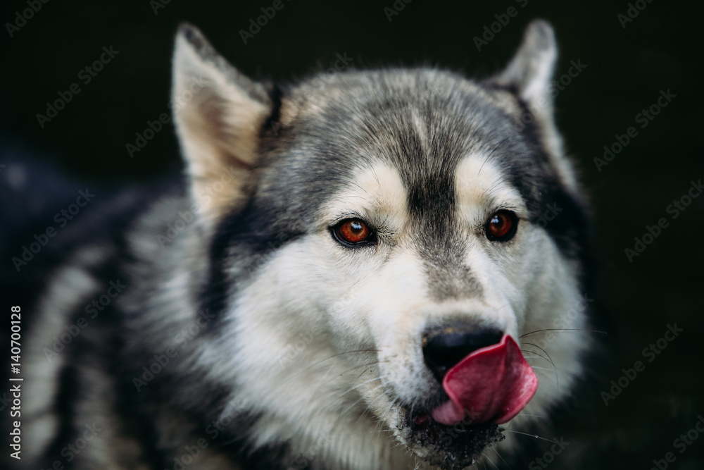 Husky dog running outdoors. Entertainment. River.