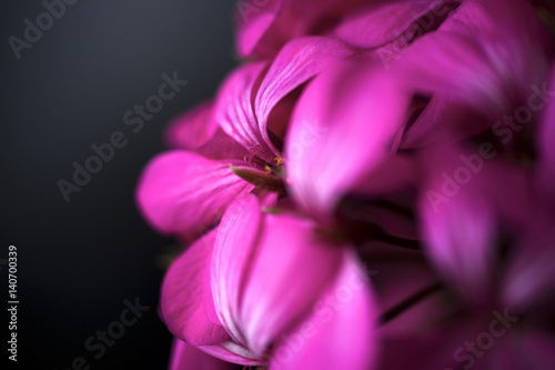 Fototapeta Naklejka Na Ścianę i Meble -  Beautiful fairy dreamy magic pink purple flowers on faded blurry background