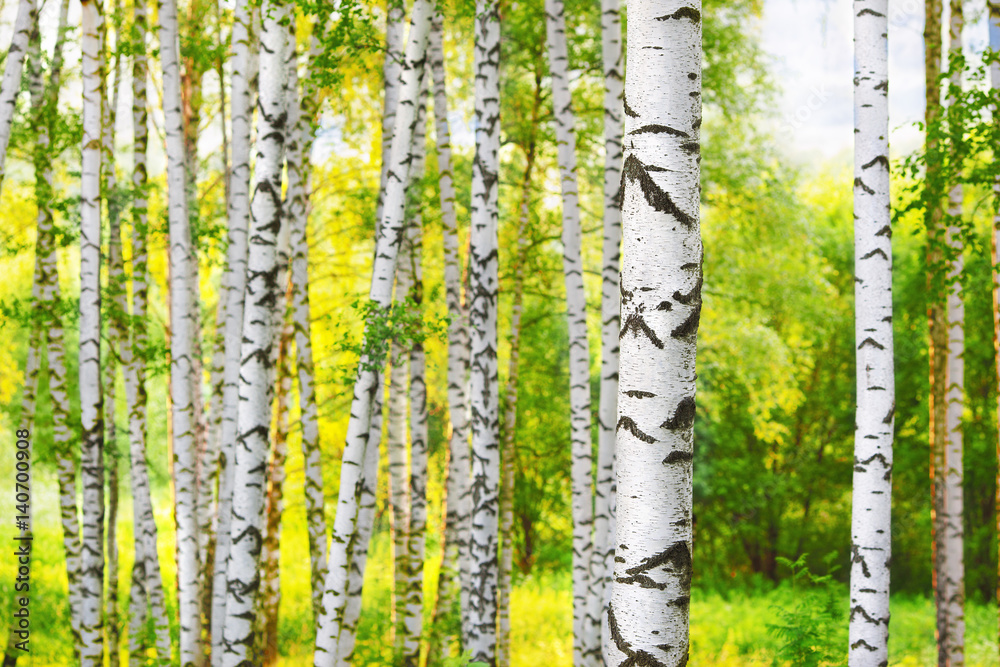 Fototapeta premium summer in sunny birch forest