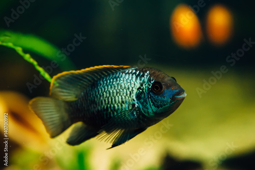 Nannacara. Azure fish. Yellow.