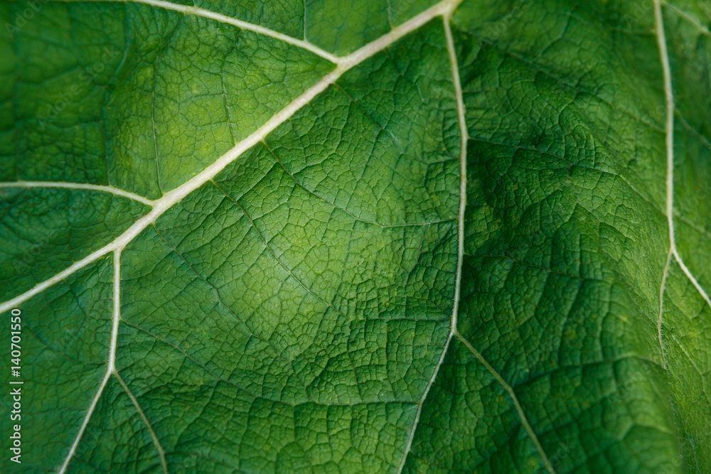 Obraz premium Fresh green burdock leaf closeup texture background