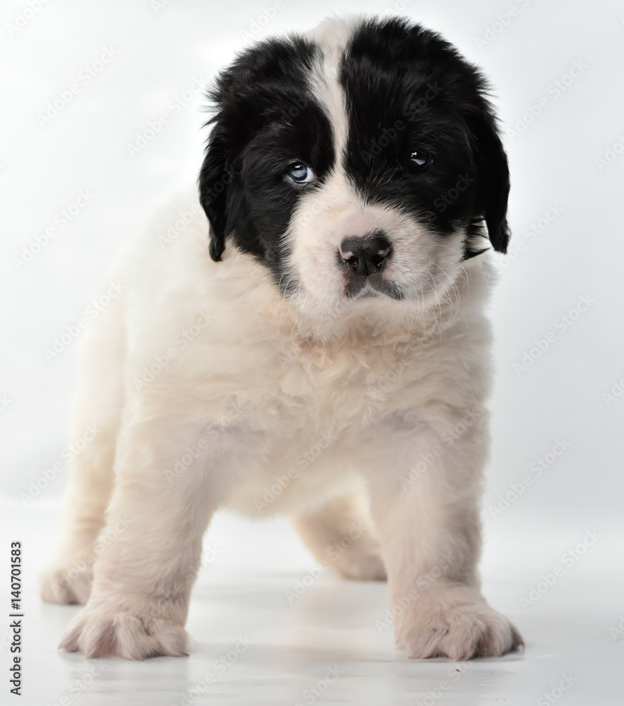  landseer dog kennel pure breed white background 