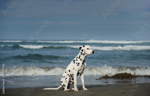 Dalmatian dog sitting at ocean beach with waves and sky