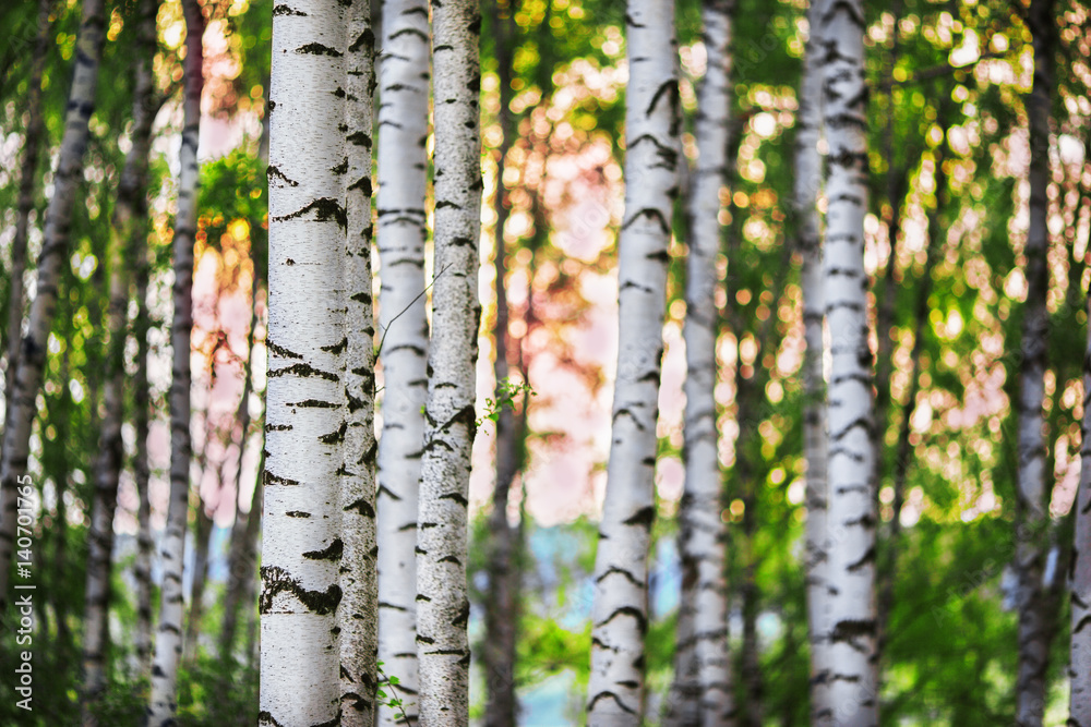 Obraz premium summer in sunny birch forest